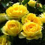 yellow-sunblaze-mini