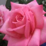 wedding-bells-eleganza
