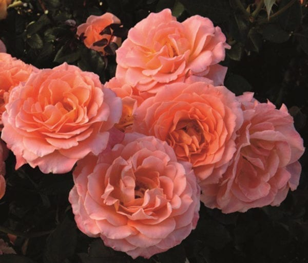 'Jump for Joy™' rose;  peachy-pink 3.25 inch flowers