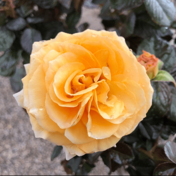 'Doris Day' rose; bright even gold yellow, 5 inch flowers