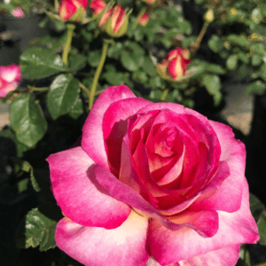 'Miss Congeniality™' rose; white edged in pink, 4.5 inch flowers