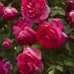 pretty-in-pink-eden-climbing-stk