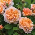 the-lady-gardener