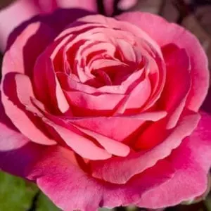 'Dee-Lish®' rose; deep pink, 4 inch flowers