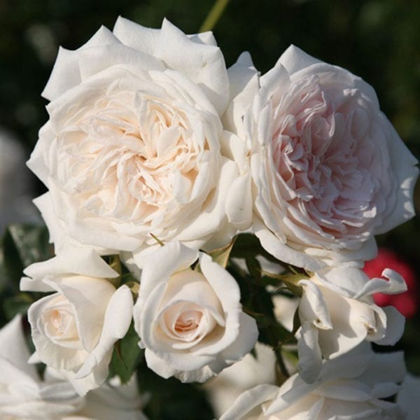 'Honeymoon™' rose; creamy/lightt pink center. 2.75 inch flowers