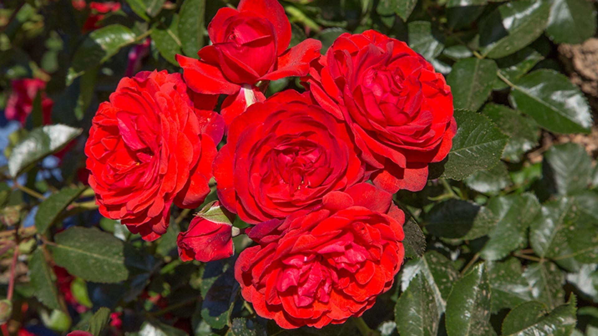Роза Scarlet Meidiland