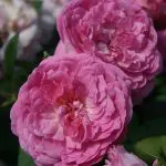 'Orchid Romance™' rose tree; mauve-pink with lavender undertones 3.5 inch flowers
