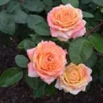 peach-swirl