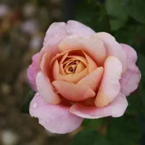 Closeup; A pink rose with a glowing center