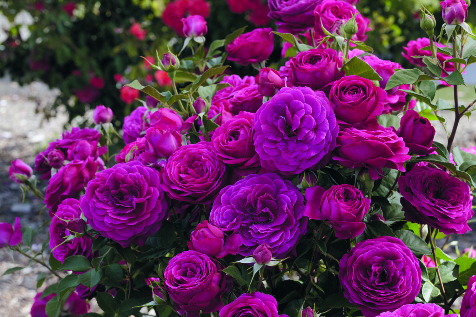 18 Rose & Daisy Bush: Lavender & Fuchsia [63319PKBT] 