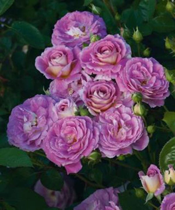 'Arctic Blue™' rose; liliac-pink aging lavender, 3.5 inch flowers