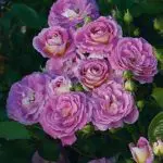 'Arctic Blue™' rose; liliac-pink aging lavender, 3.5 inch flowers