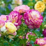 'Life of the Party™' rose;  yellow kissed-pink, 3.5 inch flowers