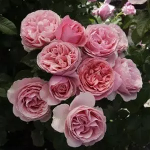 'All Dressed Up™' rose; quartered/cupped pink, 3.75" flowers