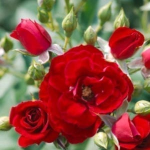 'Cherry Frost™' rose; dark red clusters of 2 inch flowers