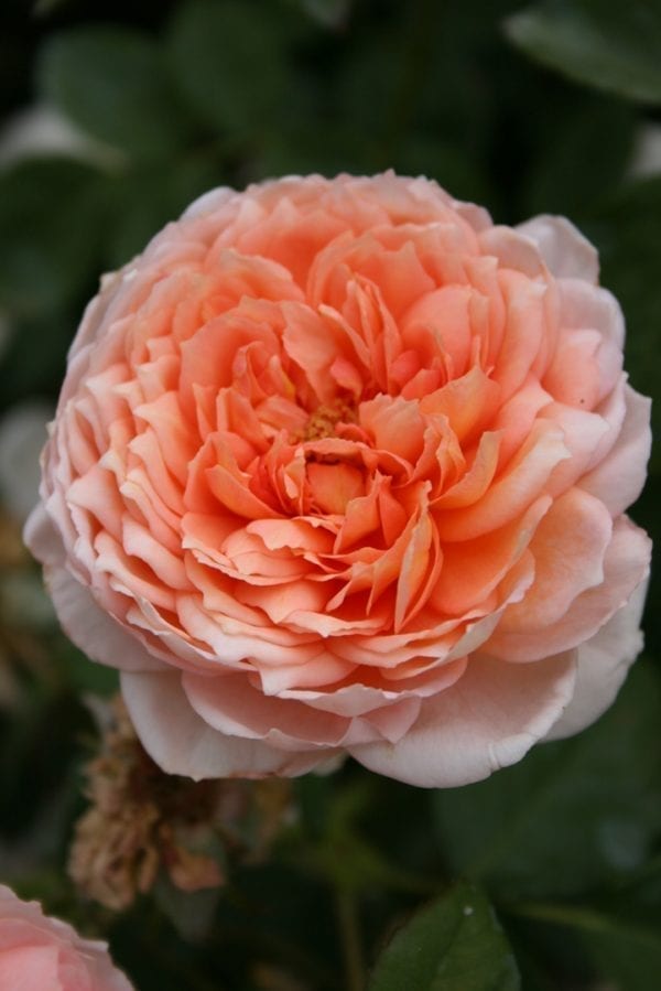 ambridge-rose