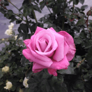 Closeup of a single pink rose bloom