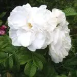 blanc-double-de-coubert