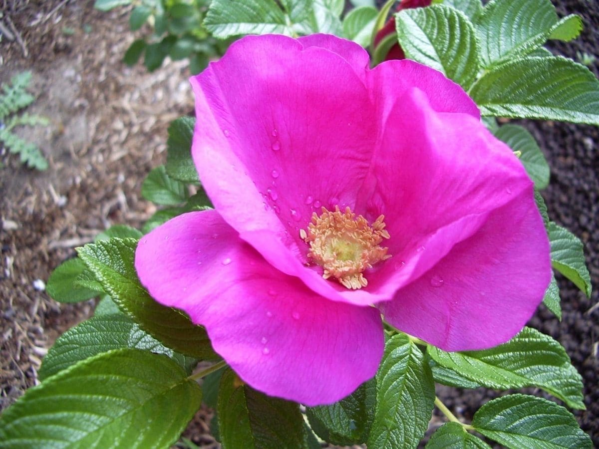 rosa-rugosa