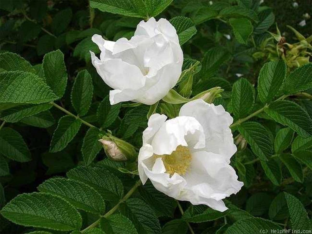 rosa-rugosa-alba