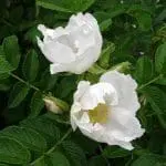 rosa-rugosa-alba