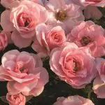 sweet-sunblaze-mini