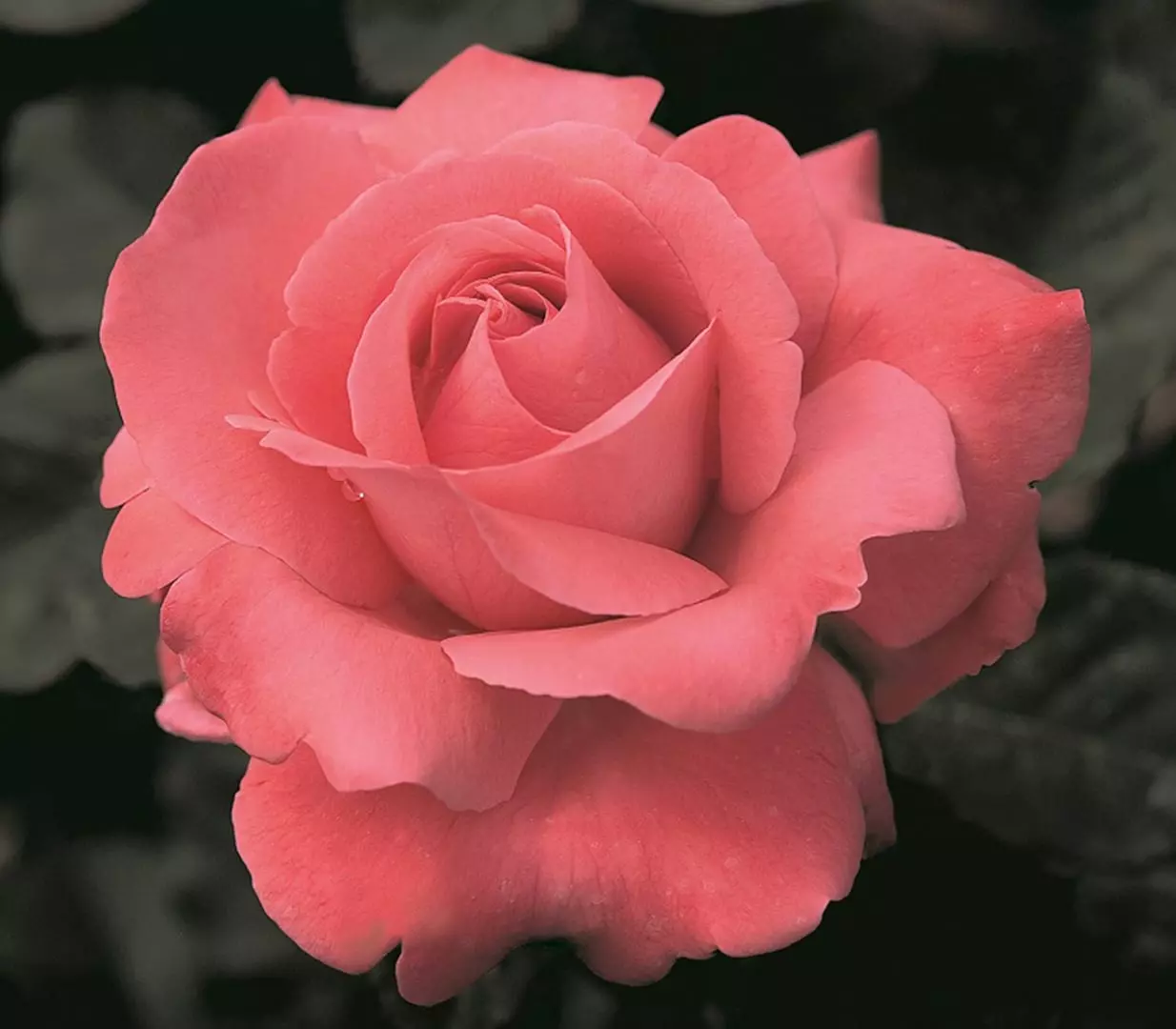 Touch of Class Hybrid Tea Rose 5 gal Pink  Bush Plants Shrub Plant Fine Roses 