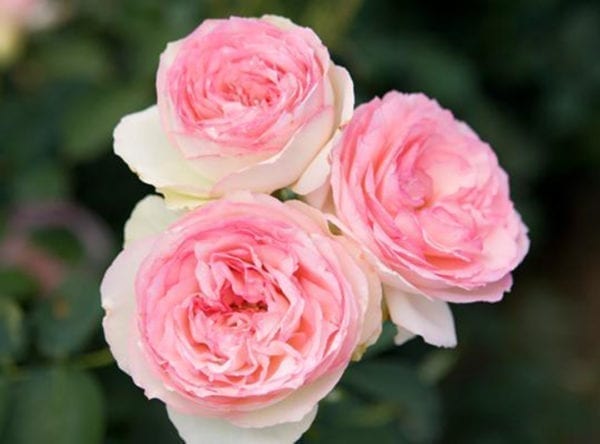 'Eden®' rose; cream, carmine pink edges, 3 inch flowers