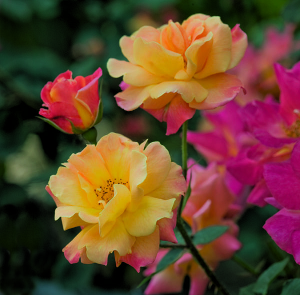 'Joseph's Coat' rose; hot yellow & red blend, 4 inch flowers