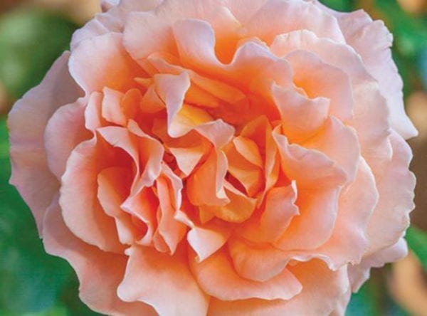 'Polka™' rose; strong apricot 6 inch flowers