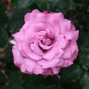 'Angel Face' rose; flowers are deep mauve-lavender w/ edges brushed ruby