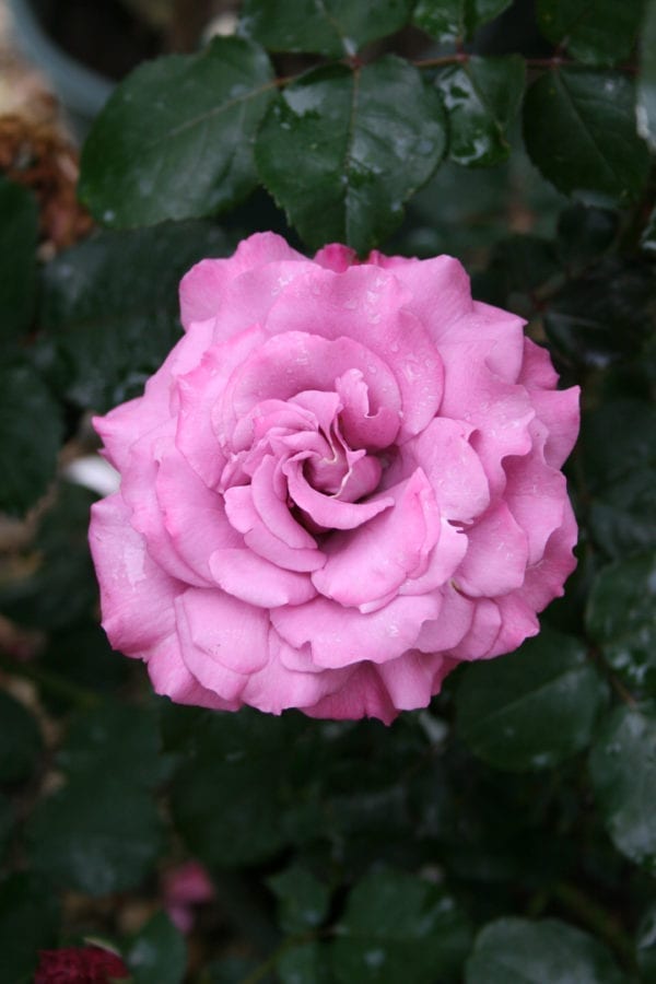 'Angel Face' rose; flowers are deep mauve-lavender w/ edges brushed ruby