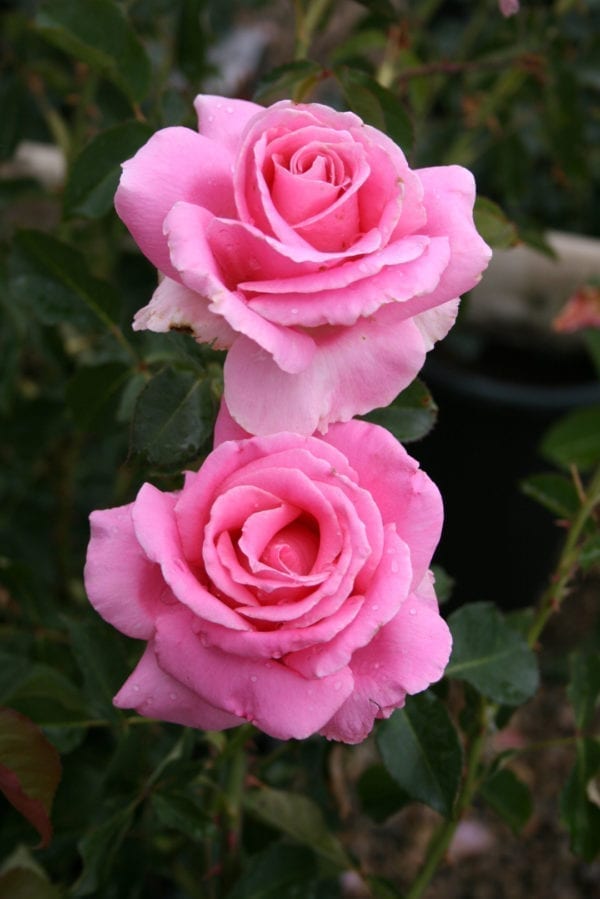 'Bewitched' rose; lean clear pink (ages lighter), 5 inch flowers