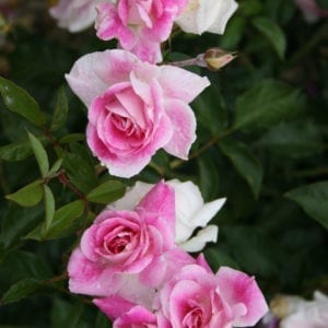 'Brilliant Pink Iceberg' rose; bright cerise pink amd painted into cream, 3.5 inch flowers