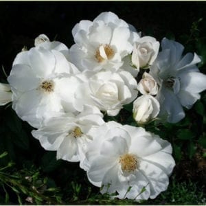 'Iceberg' rose; flowers are icy white with 2.25 inch blooms