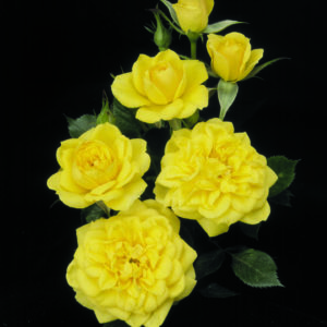 'Lemon Drop' rose; clear lemon yellow 2.25 inch flowers