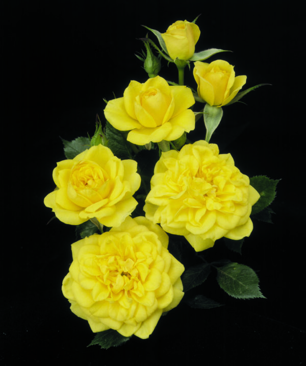 'Lemon Drop' rose; clear lemon yellow 2.25 inch flowers