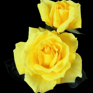 'Mellow Yellow' rose; pure clean yellow, 4.75 inch flowers