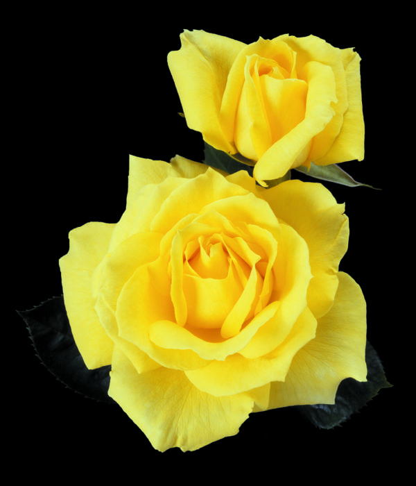 'Mellow Yellow' rose; pure clean yellow, 4.75 inch flowers