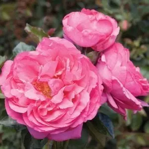 'Yves Piaget®' rose; deep mauve bloom and darker buds, 5 inch flowers