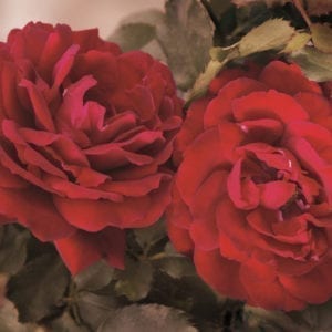 'All Ablaze™' rose; medium cherry red 2.75 inch flowers
