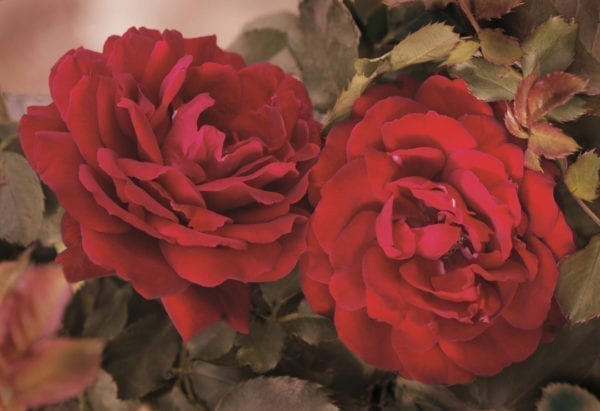 'All Ablaze™' rose; medium cherry red 2.75 inch flowers