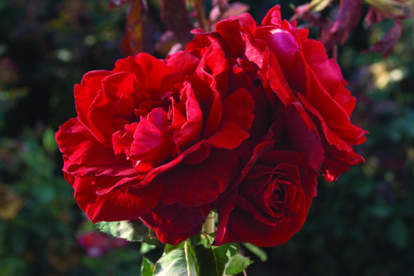 Closeup; 'Don Juan' rose; dark red, 5 inch flowers