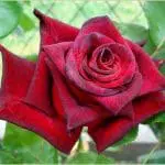 black-baccara