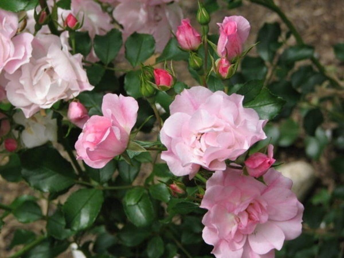 flower-carpet-apple-blossom