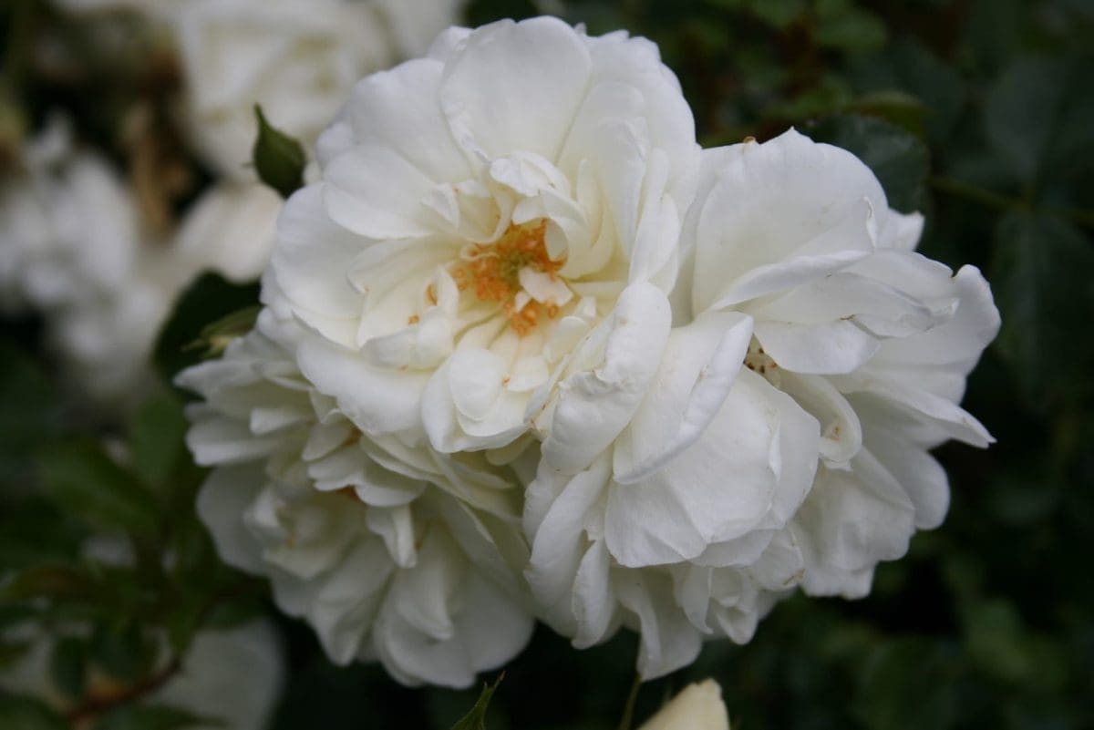 flower-carpet-white