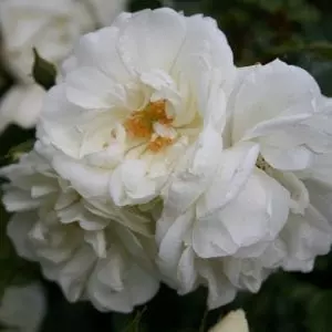 flower-carpet-white