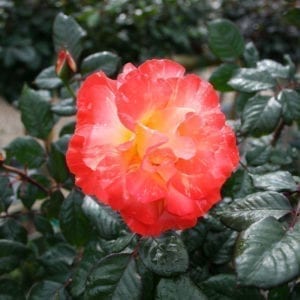 'Chihuly®' rose tree; yellow w/ orange & red reverse 4 inch flowers