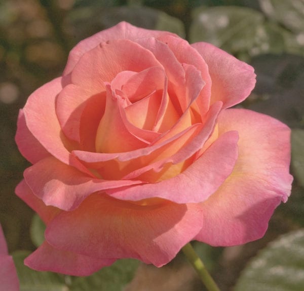 'Elle®' rose; shell-pink w/ orange-pink reverse, 5 inch flowers
