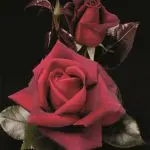 lasting-love